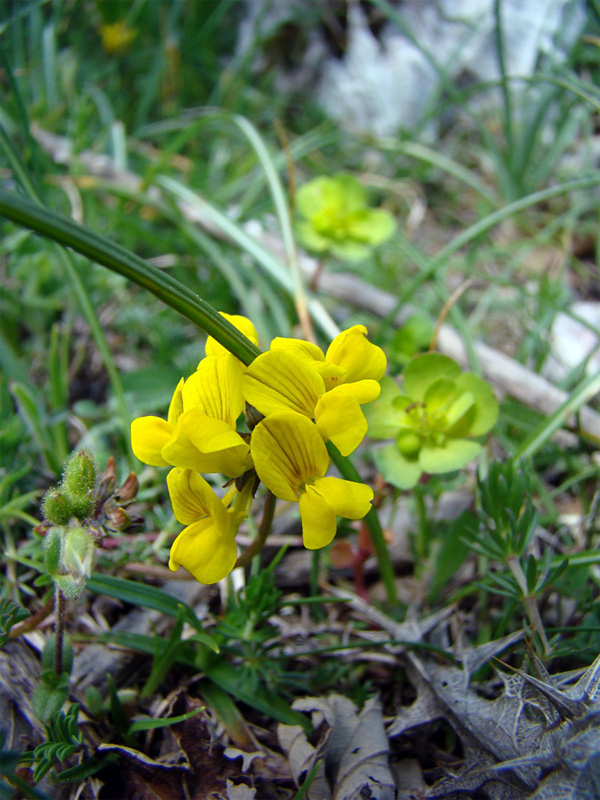 Fiori di montagna da determinare 3